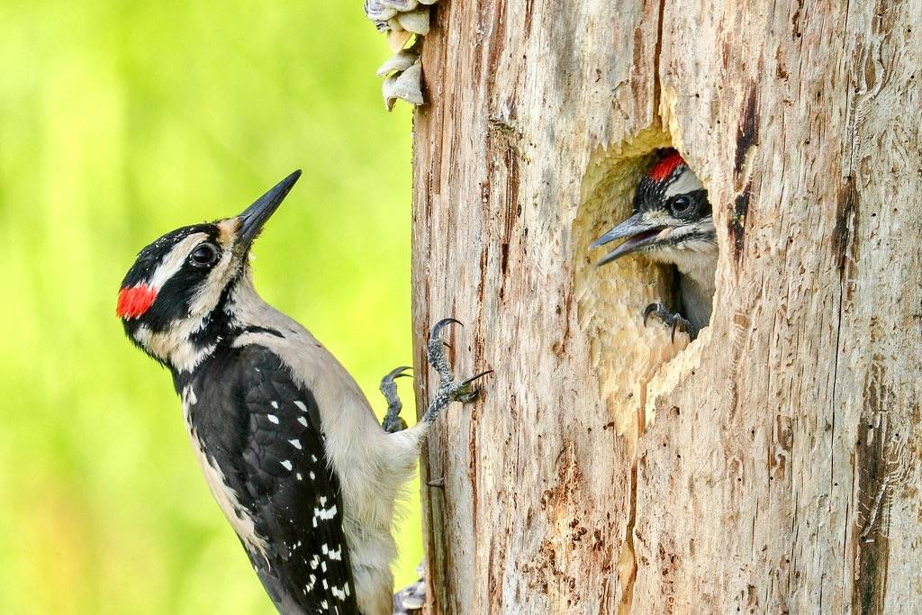 Hairy Woodpeckers by Mick Thompson1 is licensed under CC BY-NC 2.0